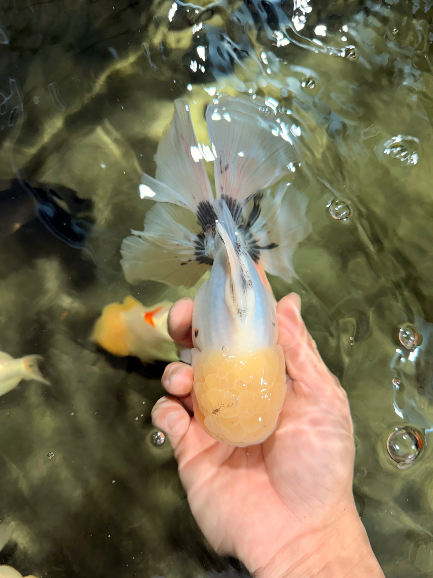 A Grade Marble Oranda Male 6-6.5 inches #042426OR_11