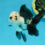 Panda Oranda Female 4.5 inches #112924OR_14