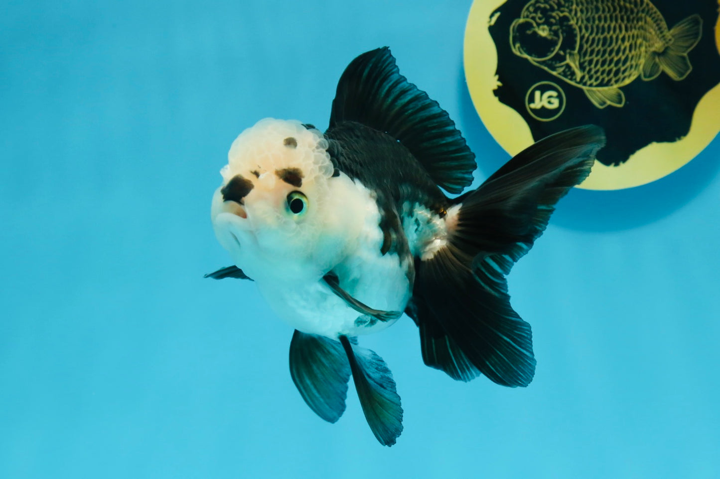 Panda Oranda Female 4.5 inches #112924OR_14