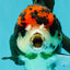 ADORABLE A Grade Tricolor Yuanbao Male 4.5 inches #051526YB_08