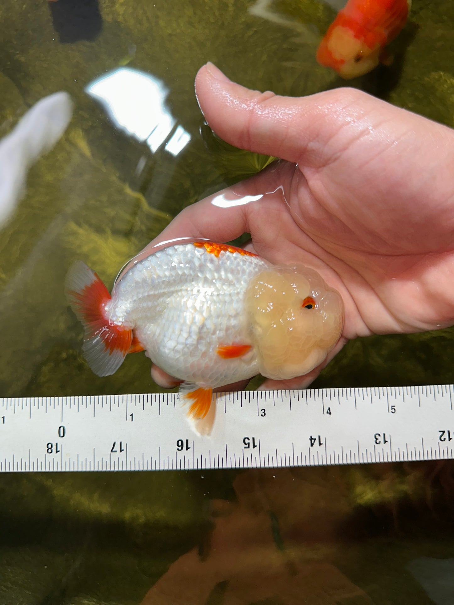 UNIQUE WEN AAA Grade Red Duckie White Red LionQueen 4-4.5 inches #041825LC_04