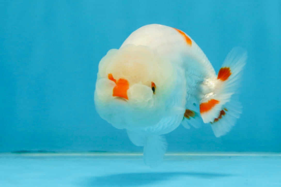 A Grade Red White LionQueen 4 inches #112125LC_09