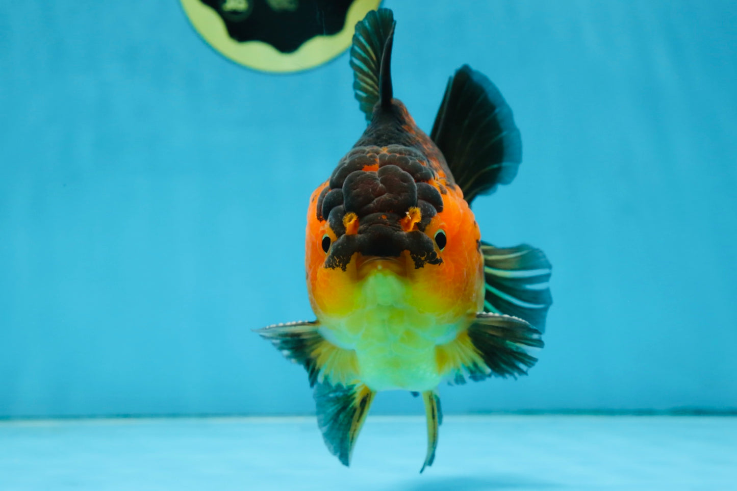 A Grade SUPER CUTE Apache Yuanbao Male 5 inches #091925YB_17