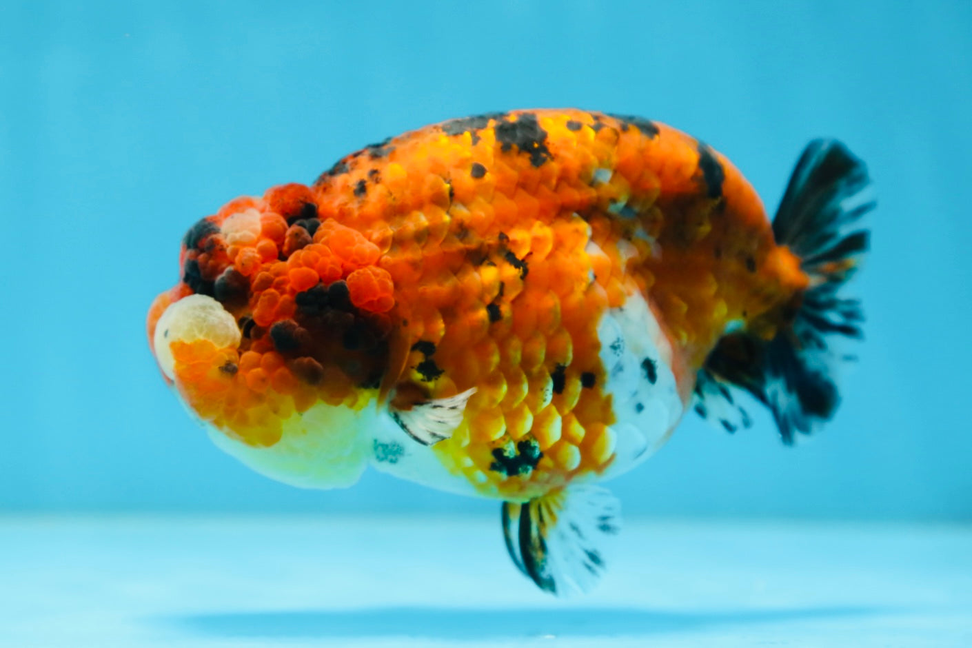 AAA Grade ADORABLE Tiger LionQueen 5 inches #082925LC_01