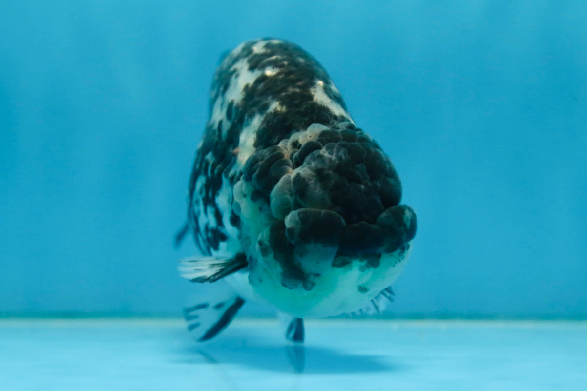 A Grade RARE White Tiger LionKing 4.5 inches #082925LC_04