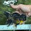 A Grade Chicken Tricolor Oranda Male 5 inches #112924OR_18