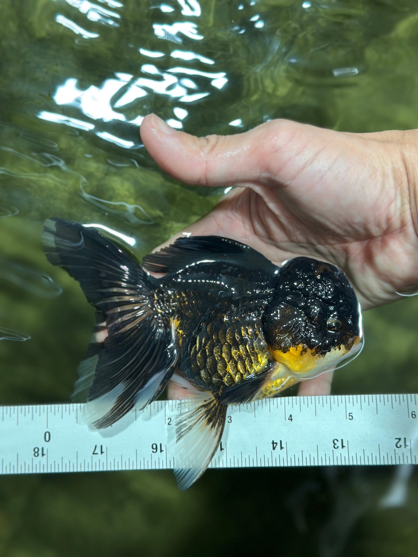 A Grade Chicken Tricolor Oranda Male 5 inches #112924OR_18