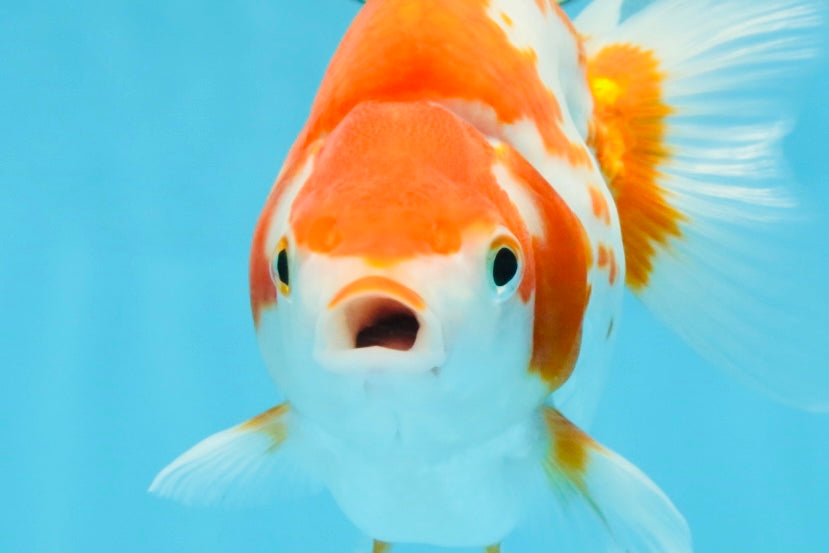 A Grade Red White Ryukin Female 5.5-6 inches #111425RK_06