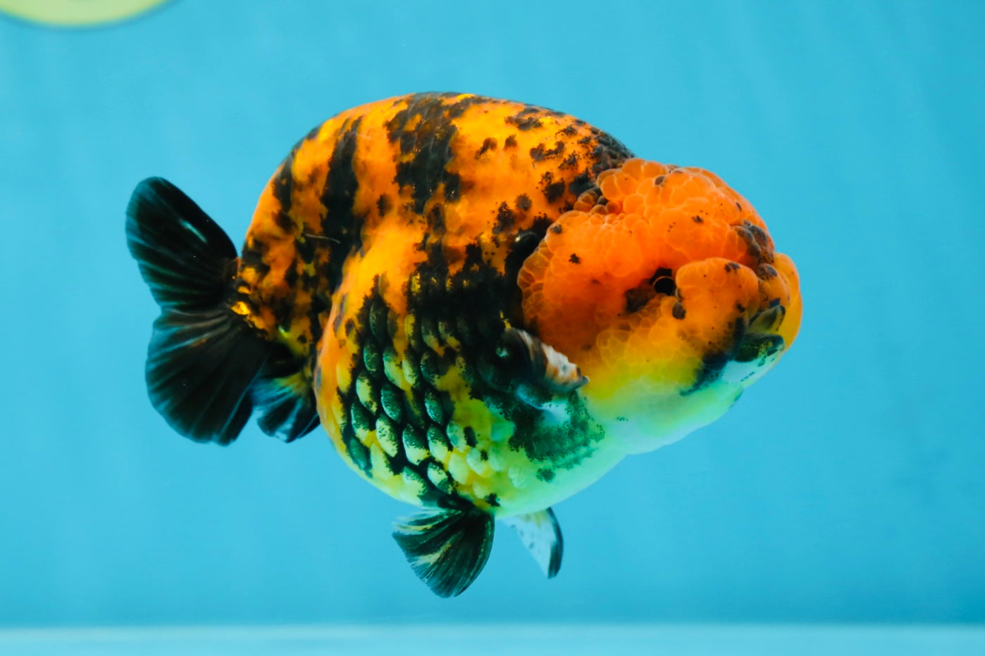 AAA Grade Tiger LionKing 4-4.5  inches #053025LC_10