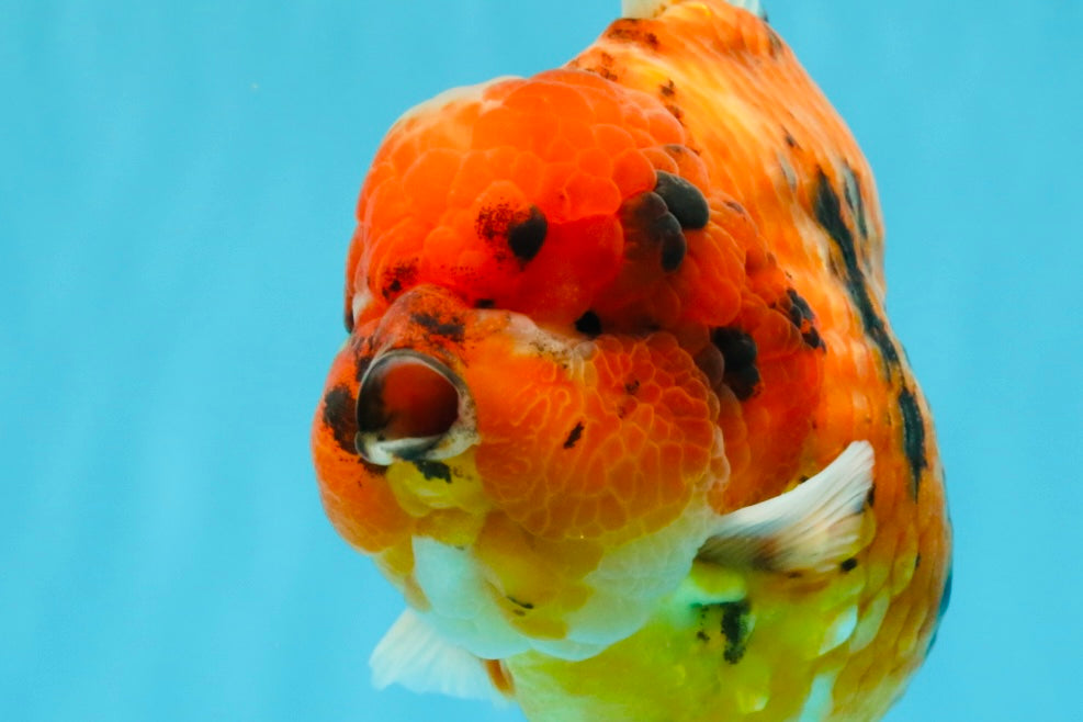 SUPER AAA Grade Godzilla Tiger Yuanbao Male 6.5 inches #022026YB_01