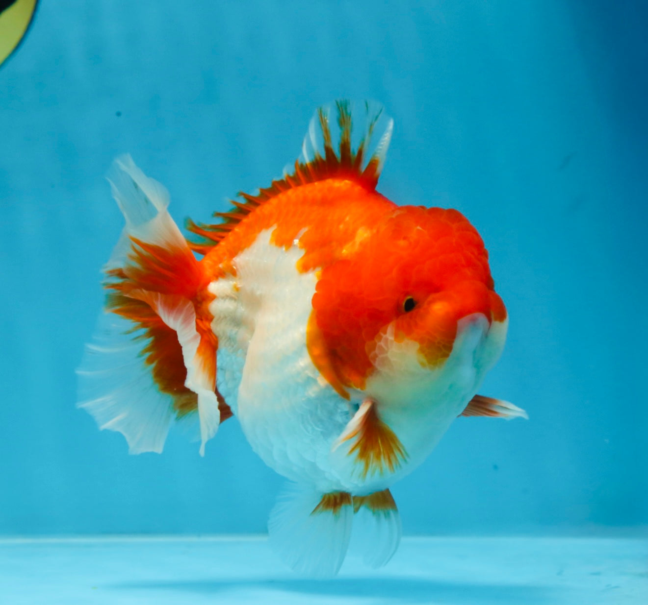 A Grade Red White Yuanbao Male 5-5.5 inches #101725YB_25