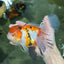 A Grade Jumbo MASSIVE BUTTERFLY TAIL Tricolor Sakura Oranda Female 6.5 inches #010325OR_03