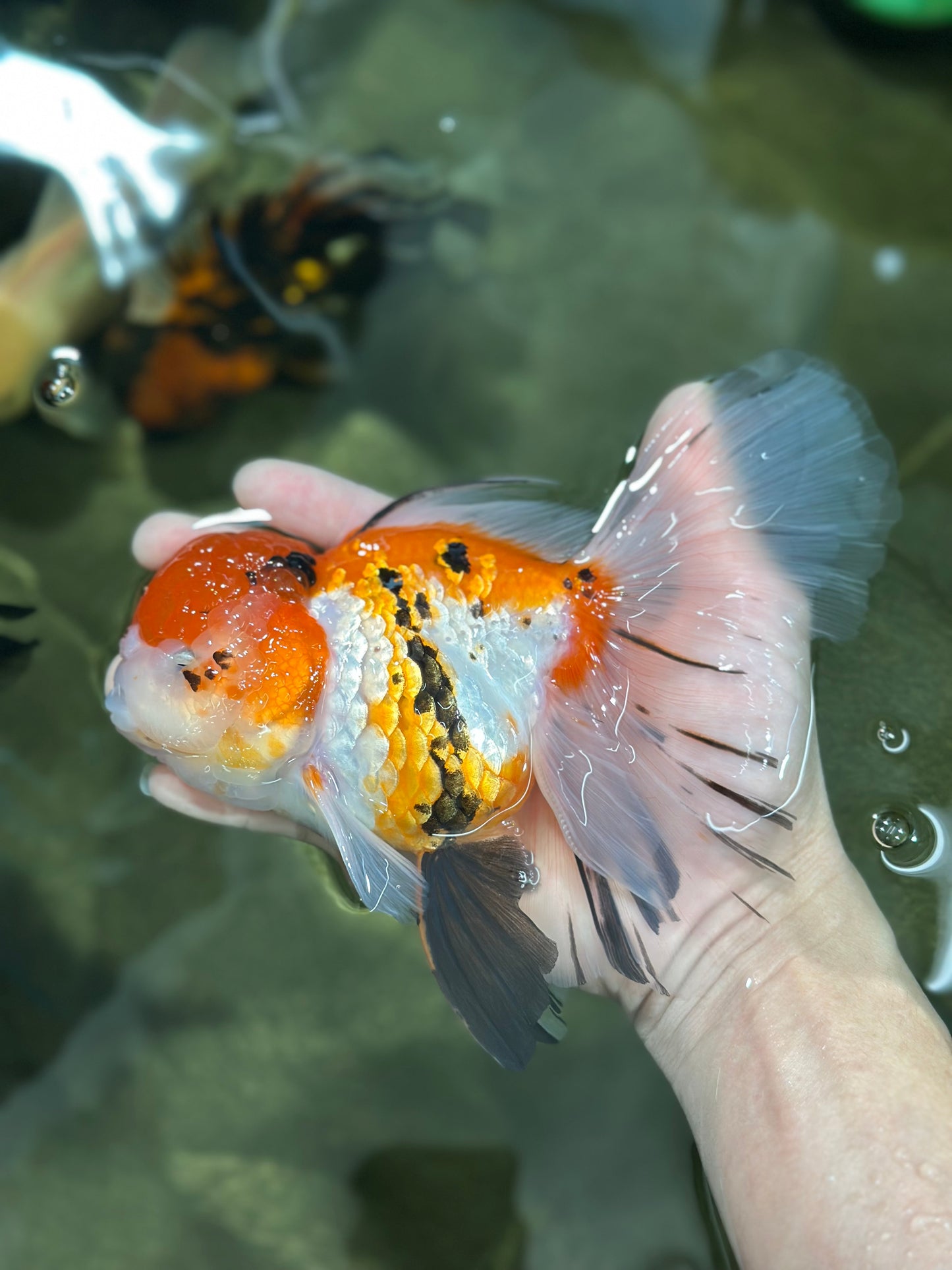 A Grade Jumbo MASSIVE BUTTERFLY TAIL Tricolor Sakura Oranda Female 6.5 inches #010325OR_03