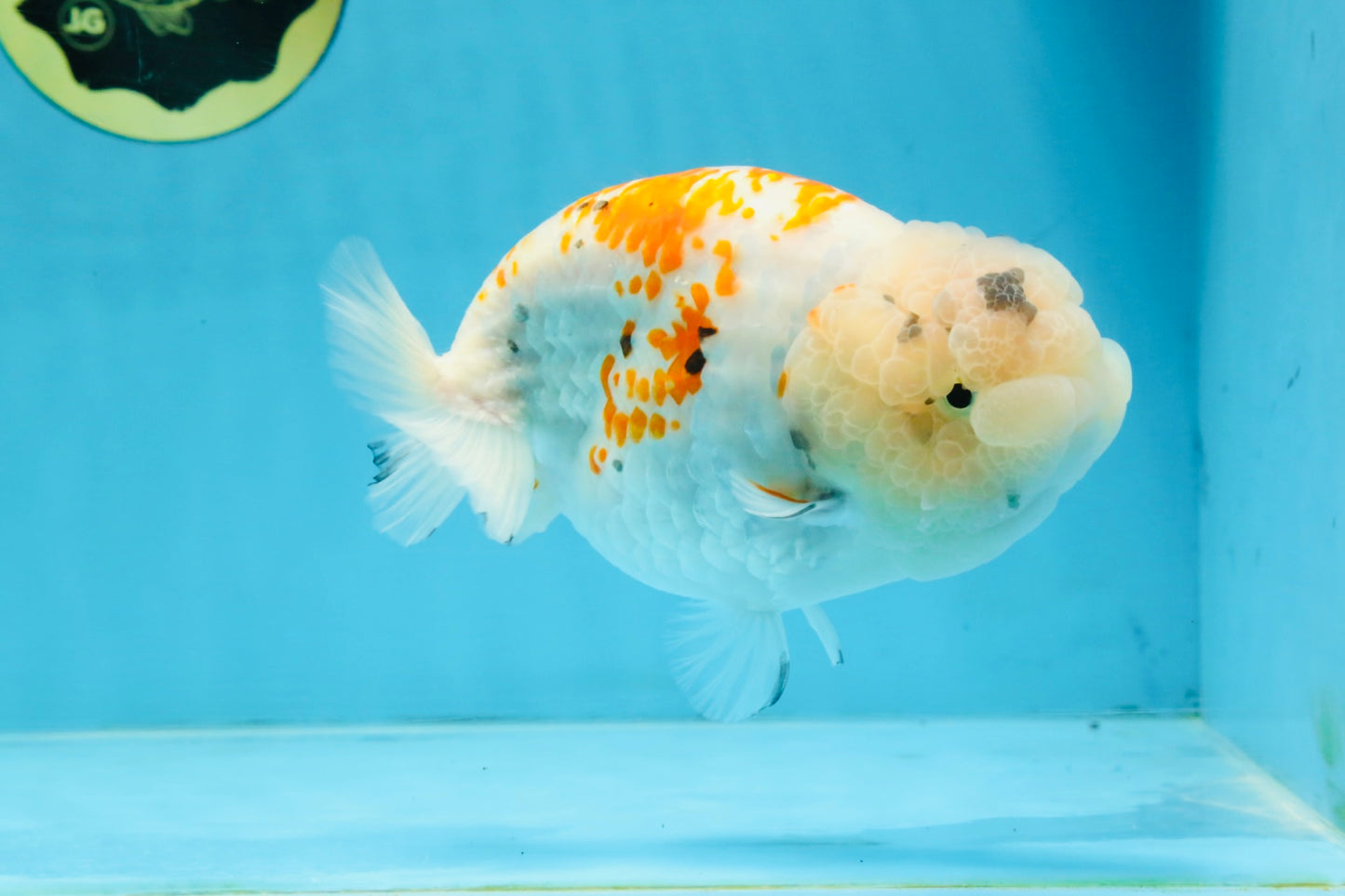 A Grade Sakura LionQueen 5.5 inches #110725LC_11