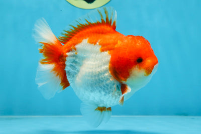 A Grade Red White Yuanbao Male 5-5.5 inches #101725YB_25