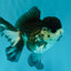 SPECIAL A Grade Panda Oranda Male 5-5.5 inches #030626OR_24