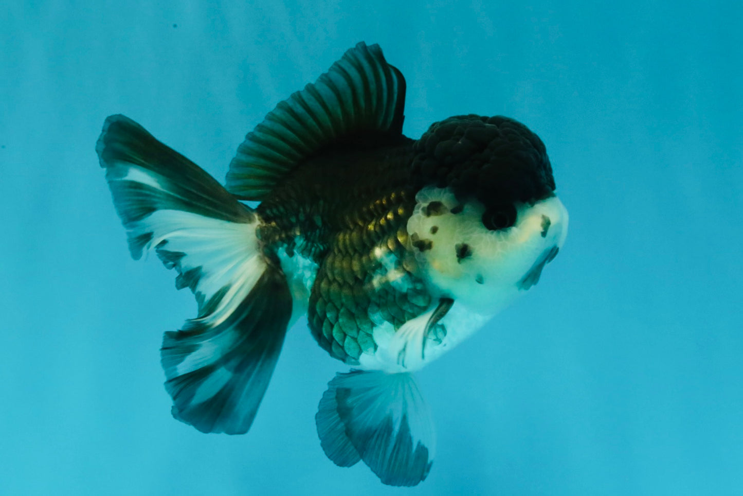 SPECIAL A Grade Panda Oranda Male 5-5.5 inches #030626OR_24