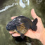 A Grade Black Ranchu Female 5.5 inches #072426RC_37