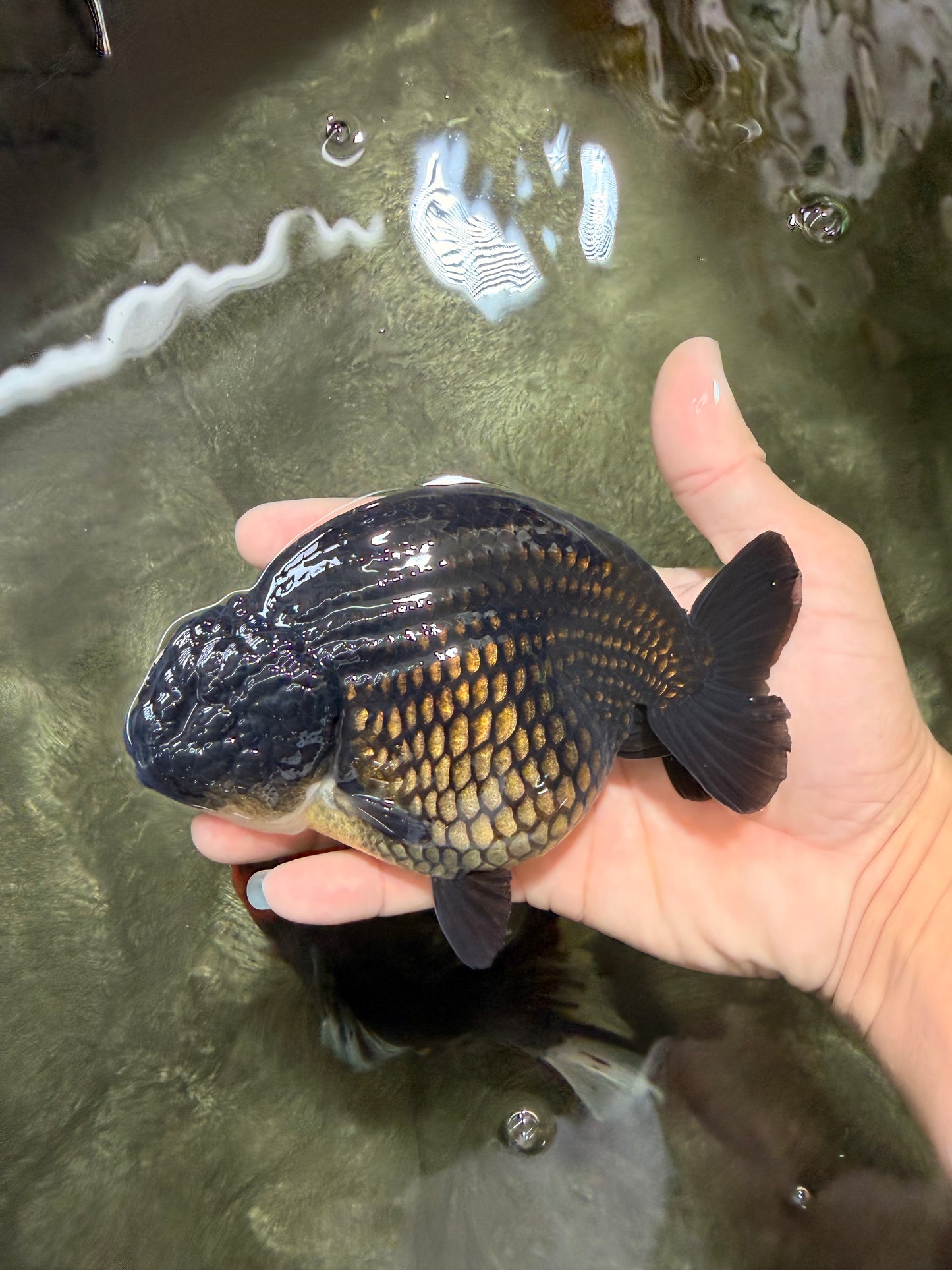 A Grade Black Ranchu Female 5.5 inches #072426RC_37