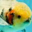 AAA Grade Marble Oranda Male 6.5-7 inches #070626OR_09