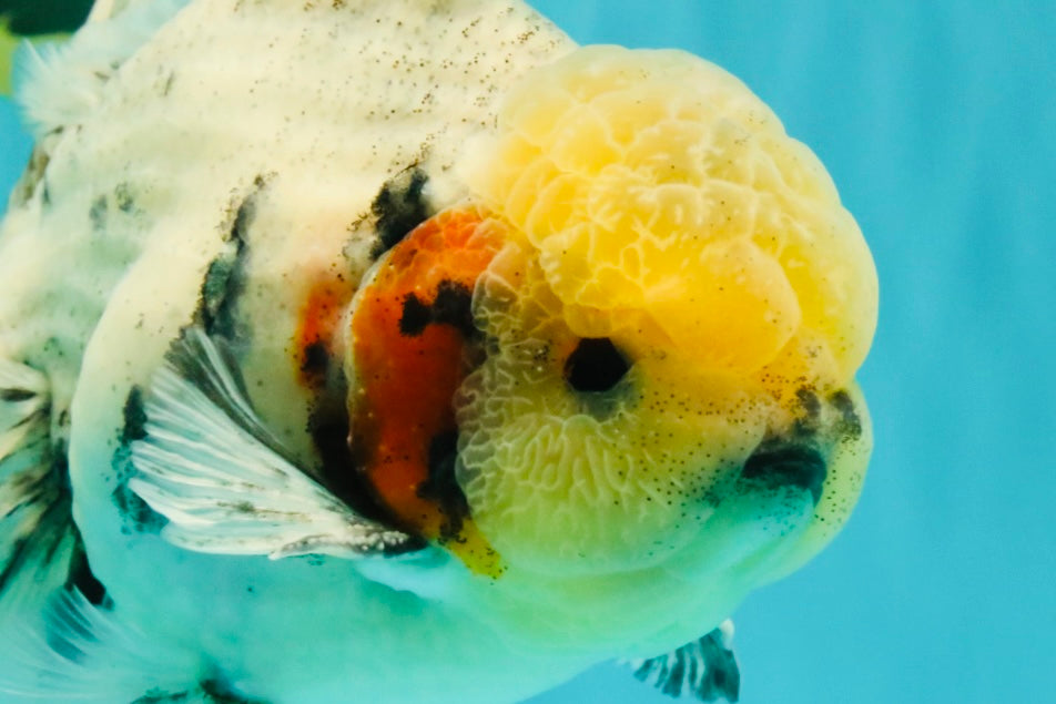 AAA Grade Marble Oranda Male 6.5-7 inches #070626OR_09