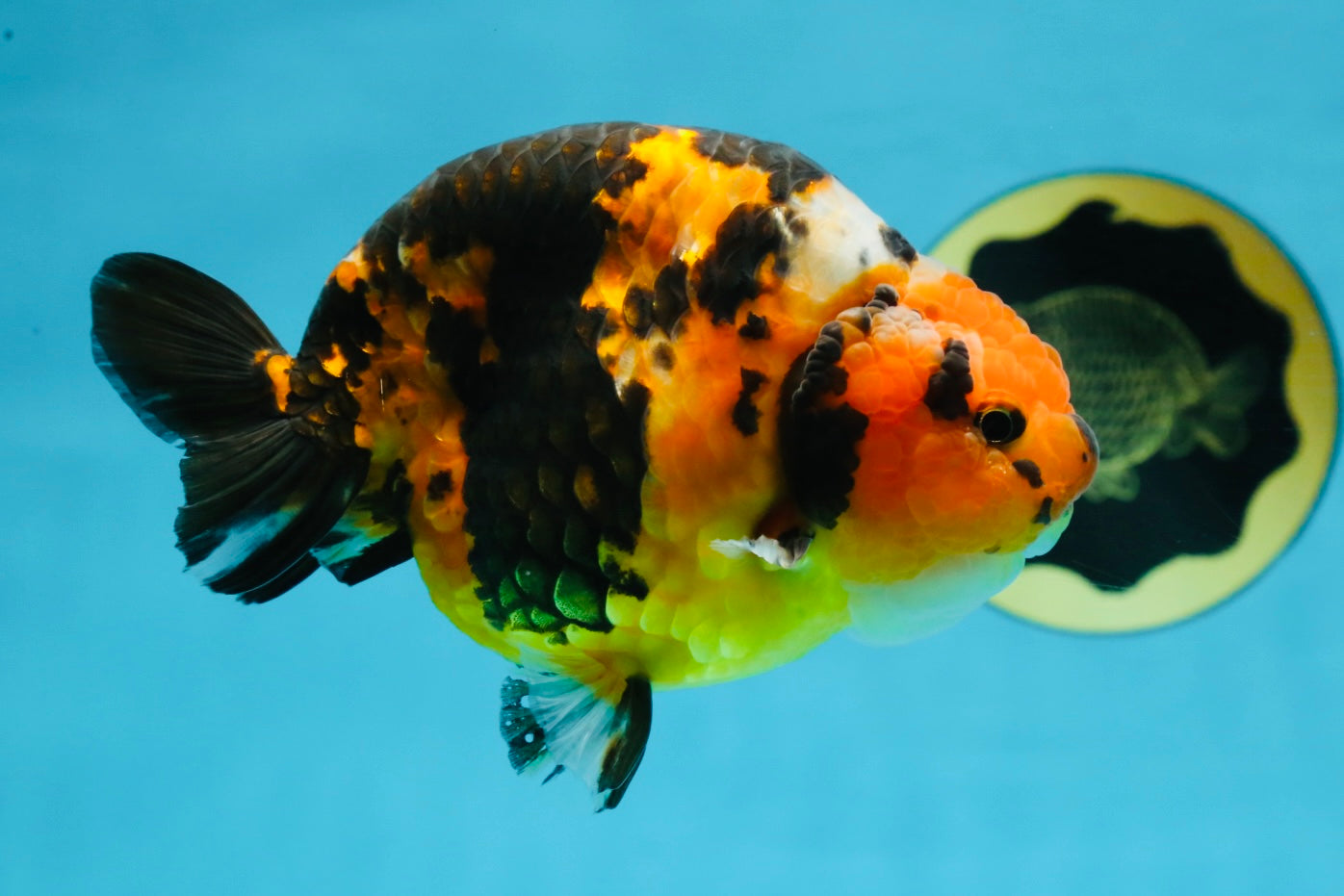 AAA Grade Calico Tiger Chinese Ranchu Male 5 inches #101025RC_19