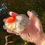 A Grade Sakura Oranda Male 5 inches #110824OR_11