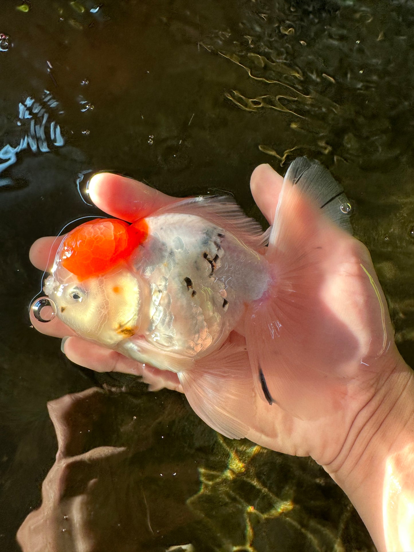 A Grade Sakura Oranda Male 5 inches #110824OR_11