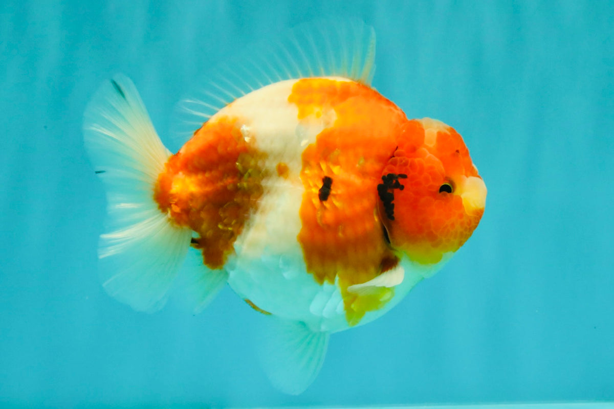 CHUBBY AAA Grade Kohaku Sakura Yuanbao Male 5 inches #092526YB_06