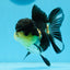 AAA Grade Tricolor Oranda Female 4.5 inches #0920OR_28