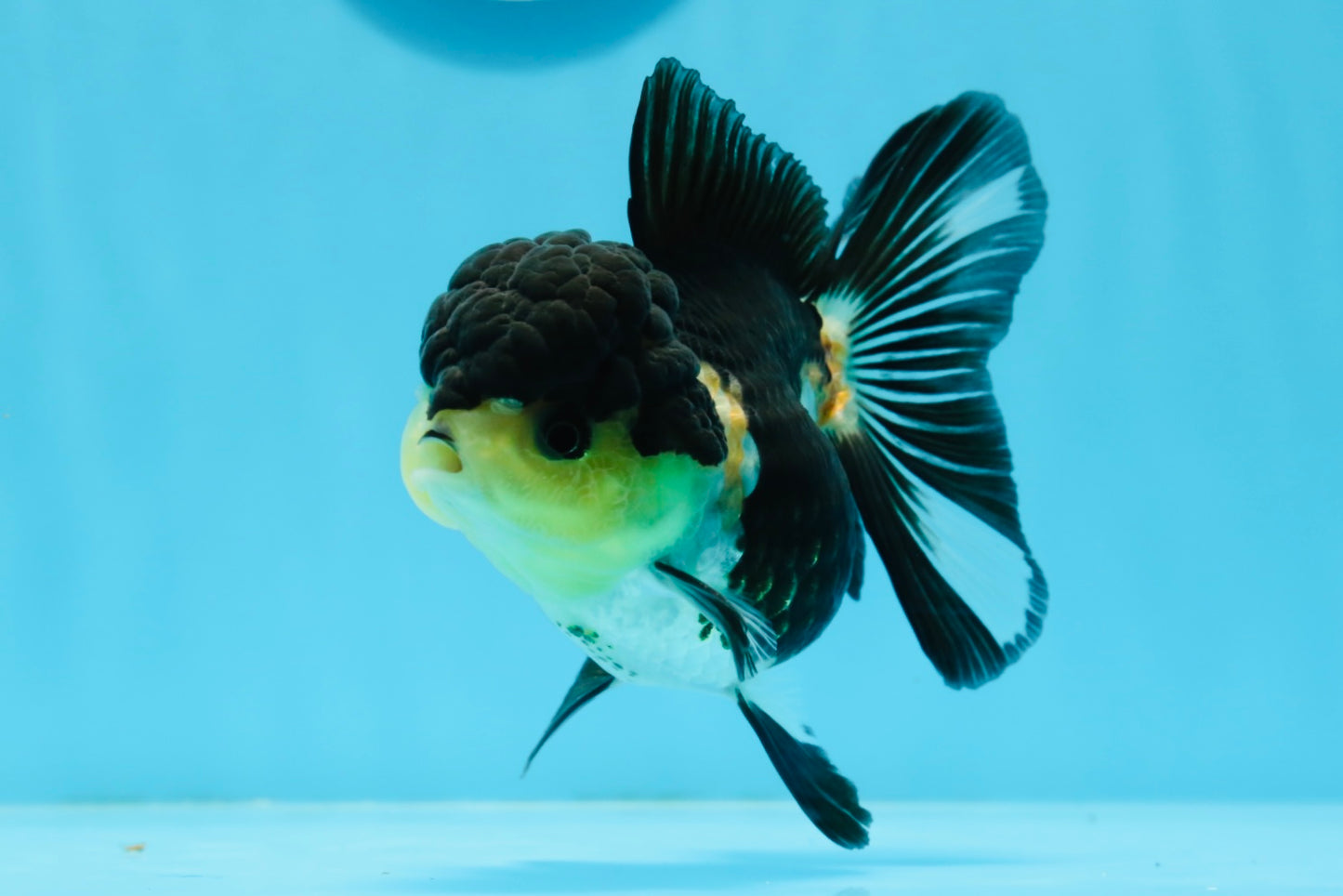 AAA Grade Tricolor Oranda Female 4.5 inches #0920OR_28