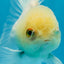 White Beauty Oranda Male 4.5-5 inches #071125OR_14