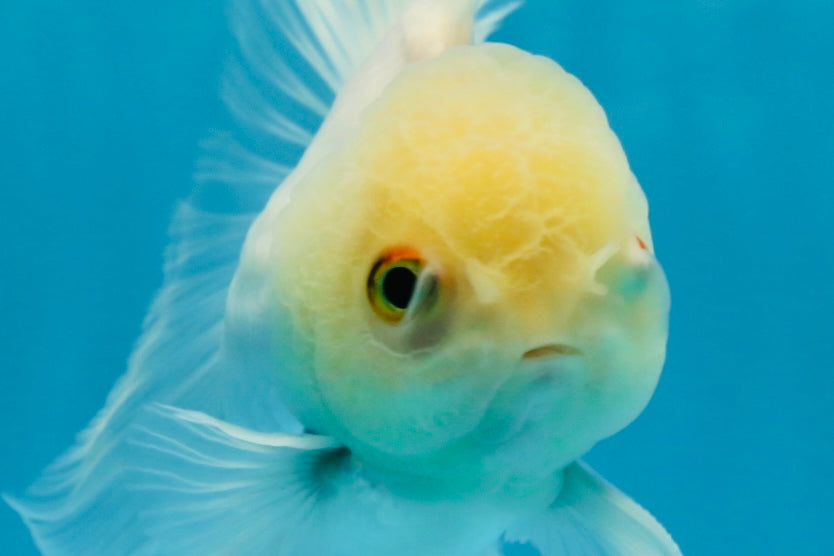 White Beauty Oranda Male 4.5-5 inches #071125OR_14
