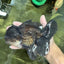 AAA Grade Black Phantom Oranda Male 6.5 inches #110124OR_01