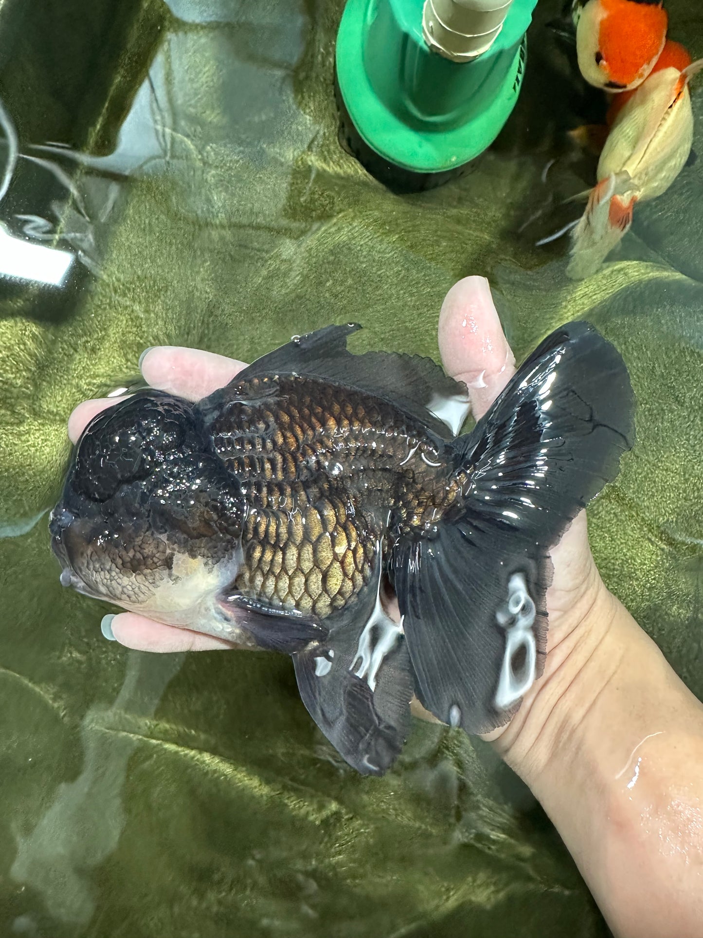 AAA Grade Black Phantom Oranda Male 6.5 inches #110124OR_01