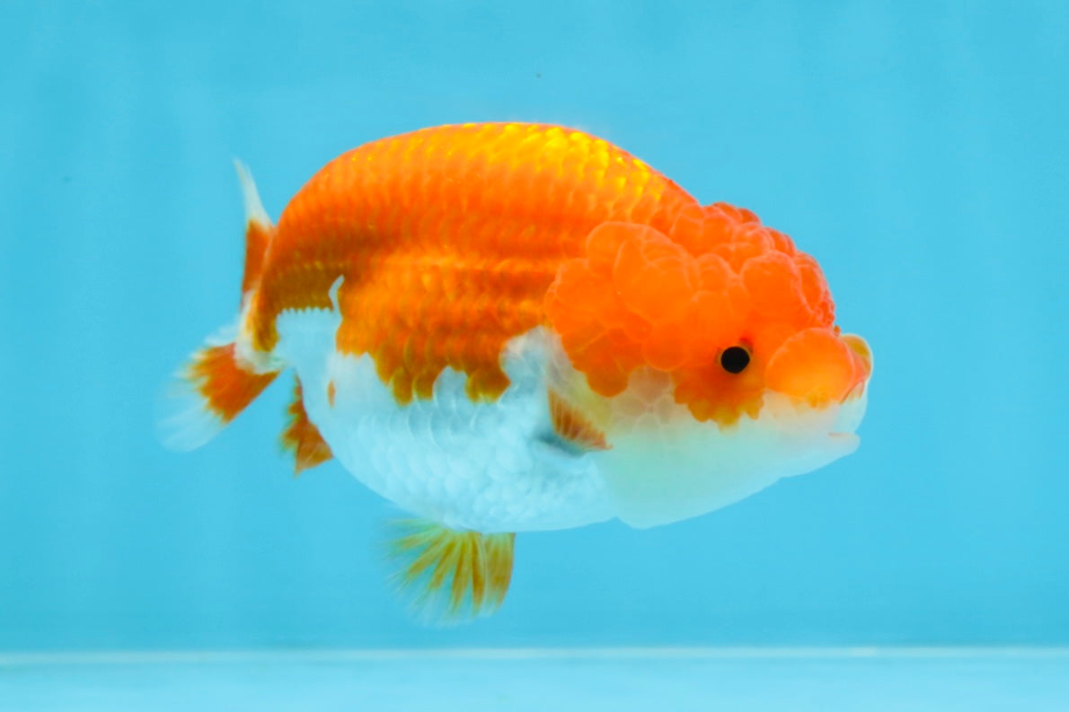 BIG WEN AAA Grade Red White LionQueen 4 inches #101725LC_06