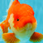 CHONKY AAA Grade Godzilla Red White Oranda Male 6.5-7 inches #022726OR_14