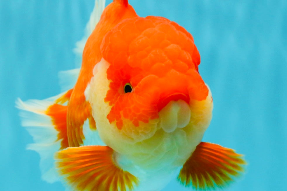 CHONKY AAA Grade Godzilla Red White Oranda Male 6.5-7 inches #022726OR_14
