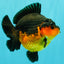 SUPER CUTE AAA Grade Apache Yuanbao Female 5 inches #062626YB_14
