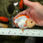 ADORABLE Kohaku Red White Lionchu Female 4 inches #081426LC_15