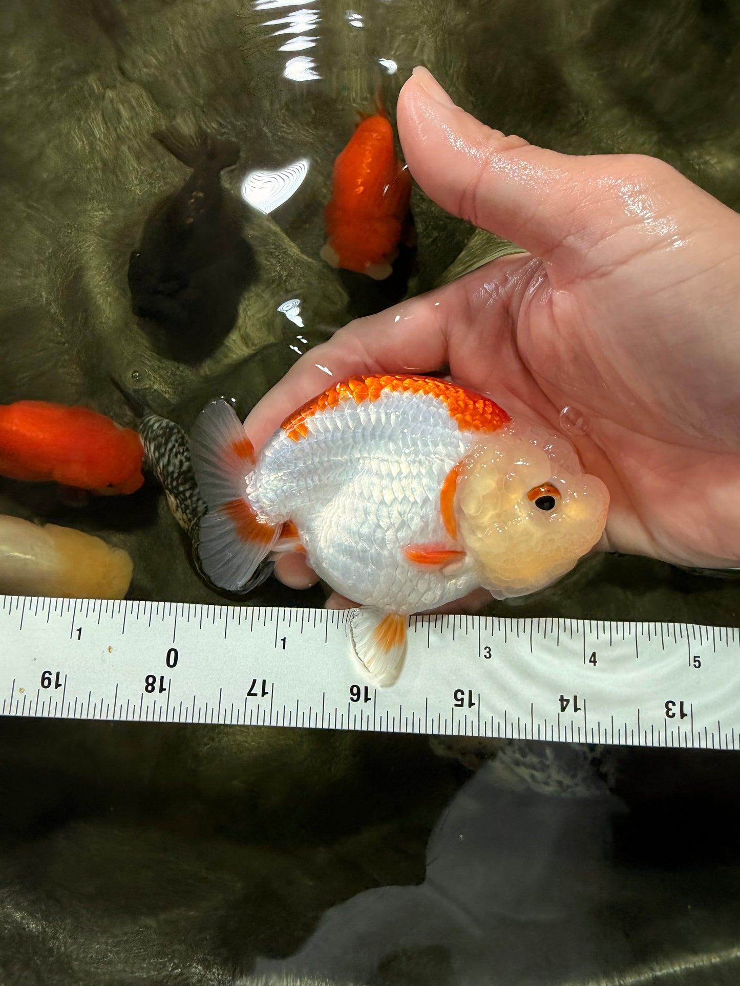 ADORABLE Kohaku Red White Lionchu Female 4 inches #081426LC_15