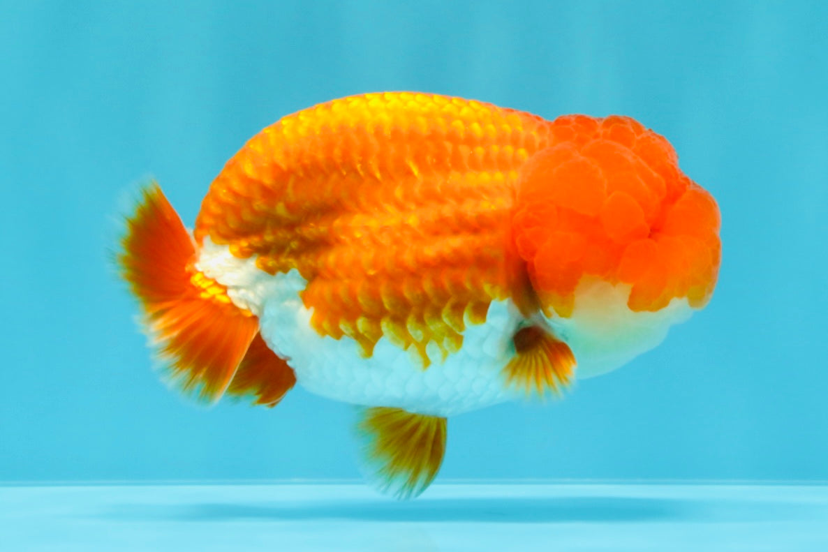 A Grade Dragon Head Red White LionQueen 4 inches #022726LC_26