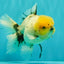 A Grade Marble Oranda Male 6 inches #062626OR_33
