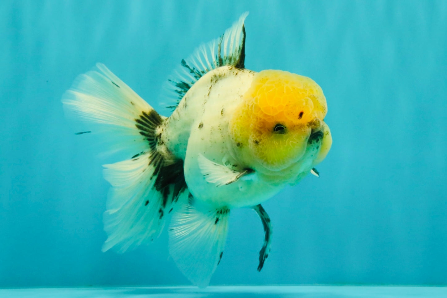 A Grade Marble Oranda Male 6 inches #062626OR_33