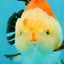 AAA Grade Tricolor Yuanbao Male 5 inches #072426YB_26