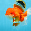 AAA Grade CHUNKY Godzilla Red White Oranda Male 6 inches #090525OR_10