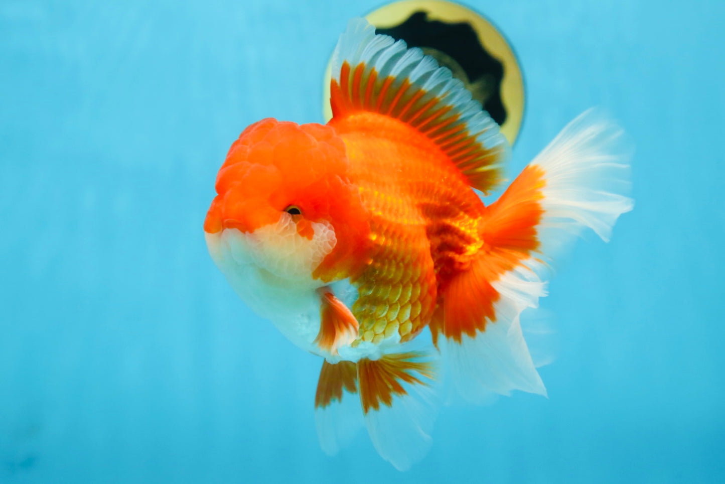 AAA Grade CHUNKY Godzilla Red White Oranda Male 6 inches #090525OR_10