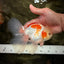 A Grade Kohaku Oranda Male 6-6.5 inches #090426OR_10