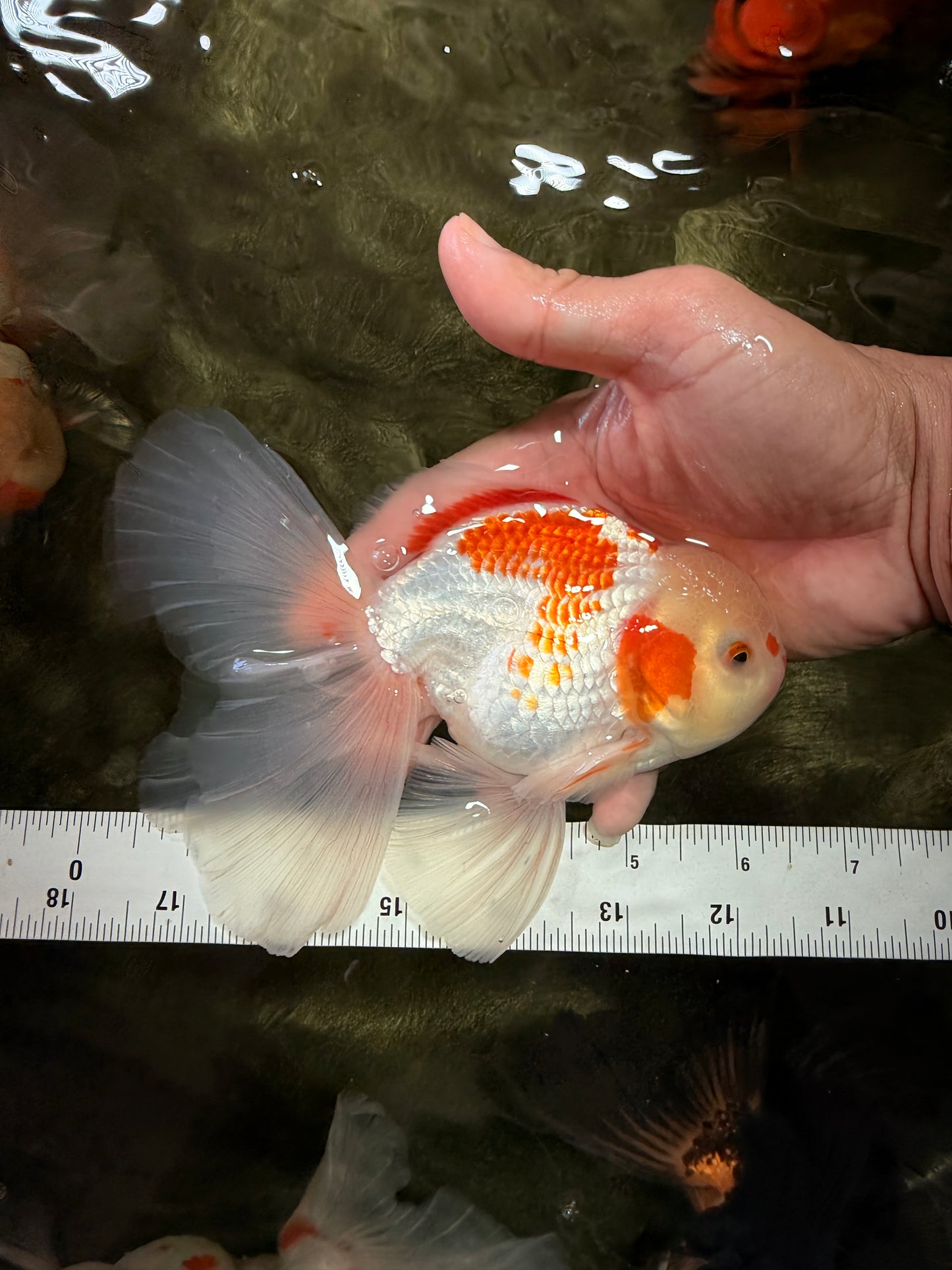 A Grade Kohaku Oranda Male 6-6.5 inches #090426OR_10