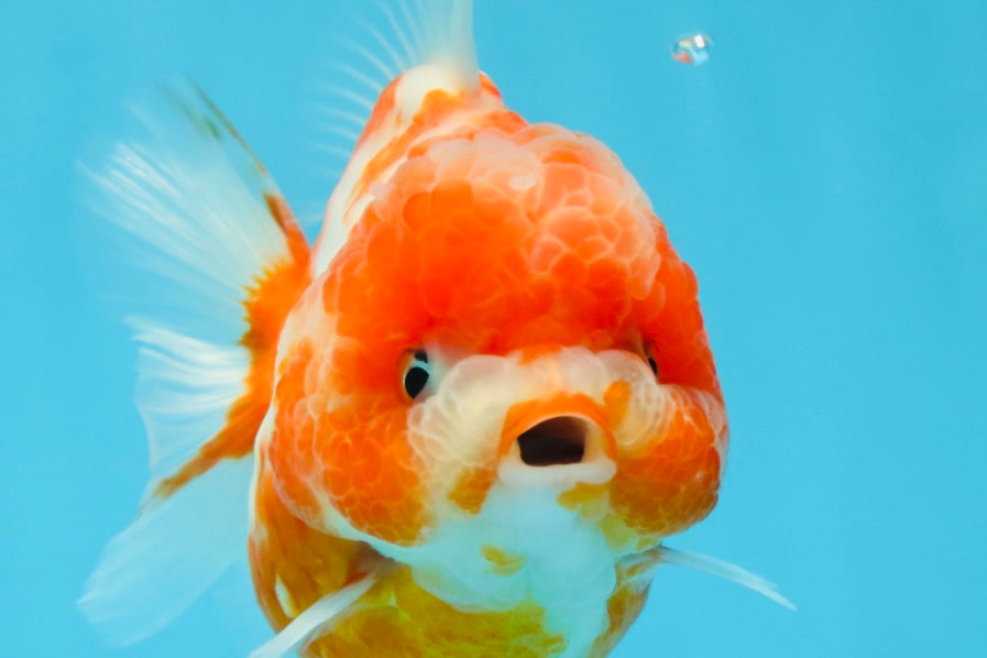 AAA Grade Cherry Sakura Yuanbao Female 4-4.5 inches #101025YB_24